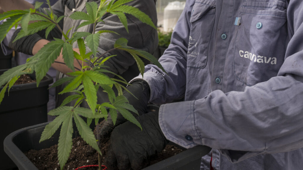 cannava, argentina