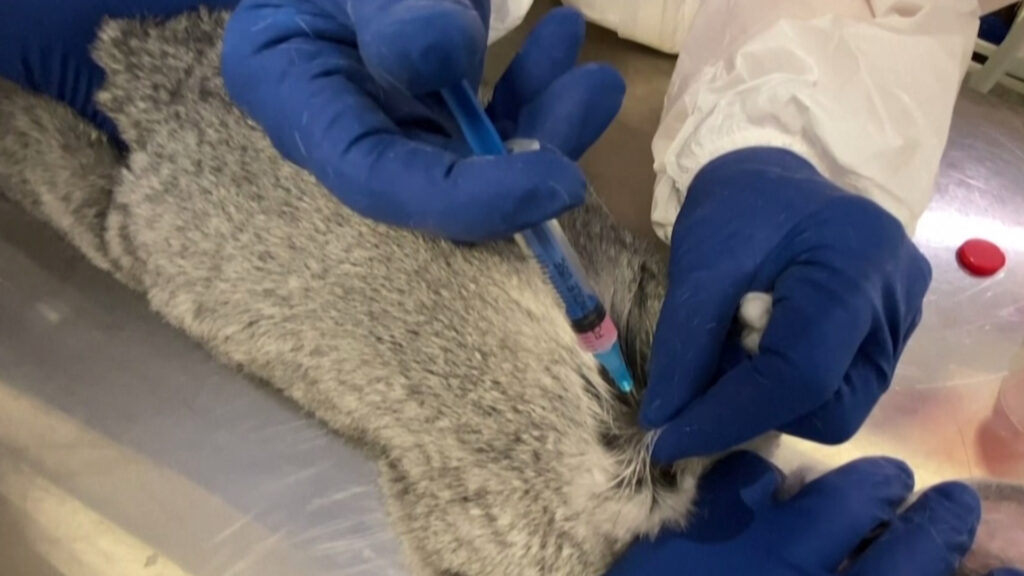 Carnivac-Cov: Precio de la primera vacuna para animales carnívoros contra el coronavirus que registró Rusia