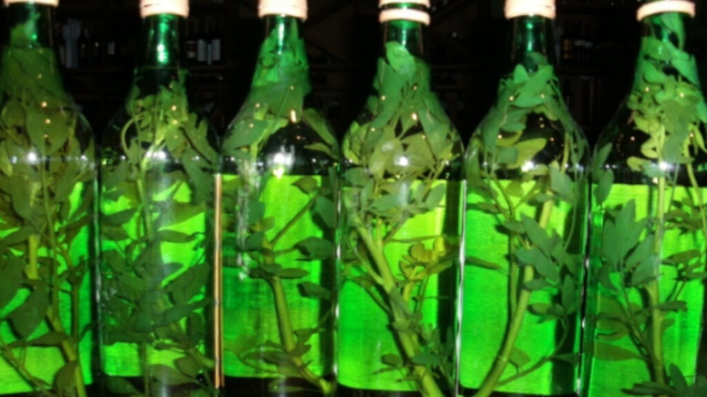 porque se toma caña con ruda el 1 de agosto