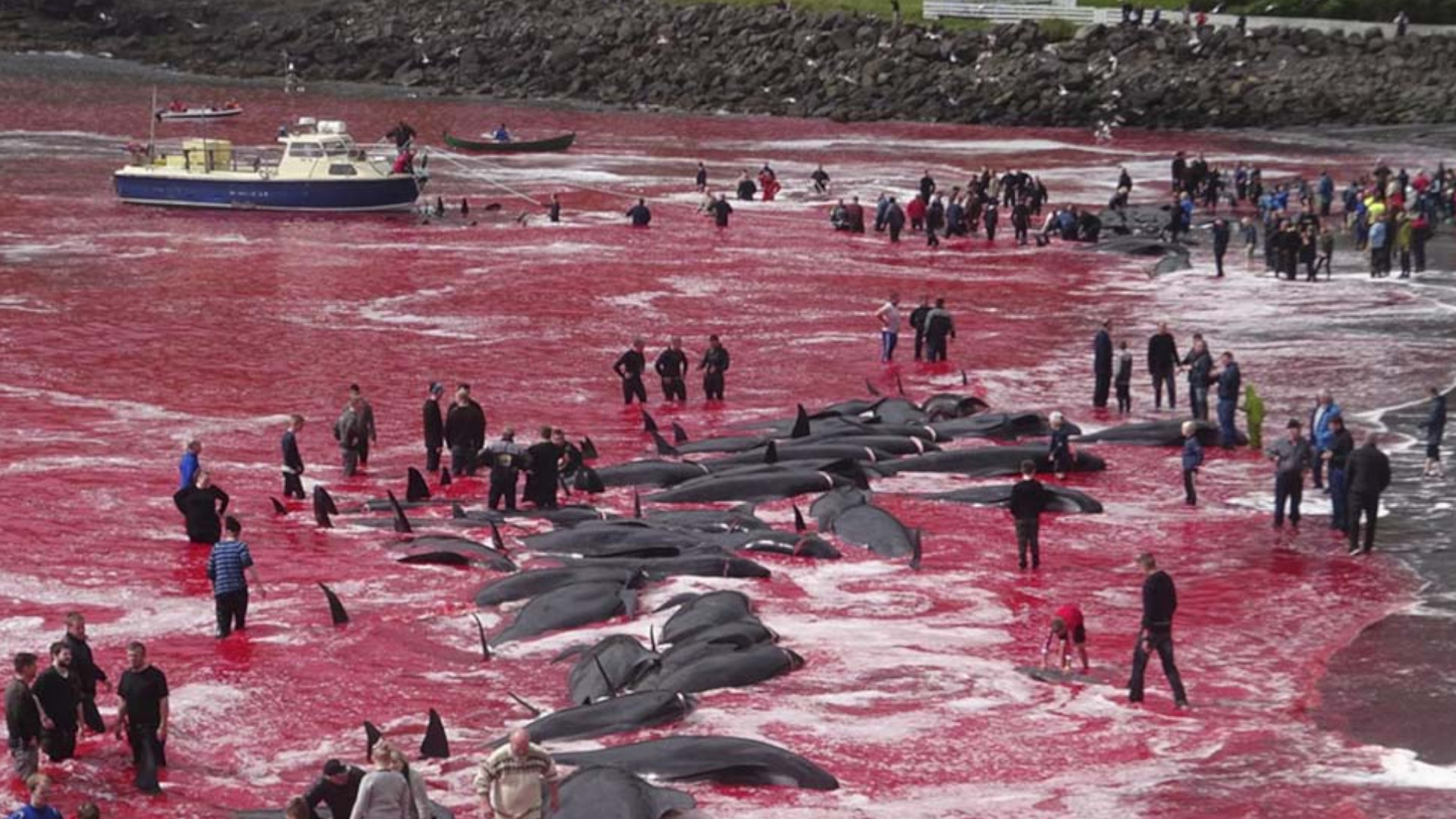 ballenas piloto dinamarca