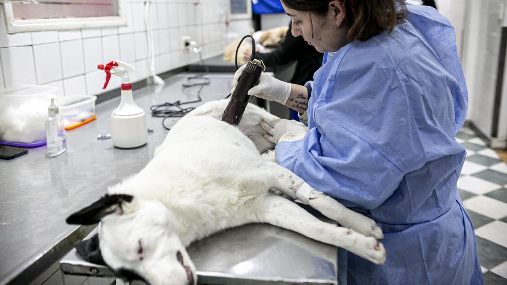 Zoonosis turnos para castrar